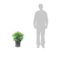 Cèdre Du Japon Japonica Globosa Nana/pot De 12l - 50/60 Cm -Flora Soldes 63ed4ccf936414.35481955