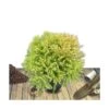 Cèdre Du Japon Japonica Globosa Nana/pot De 12l - 50/60 Cm -Flora Soldes 63ed4ccfa2b6e4.08307779