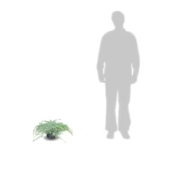 Genévrier écailleux Squamata Blue Carpet/pot De 3l - 20/40 Cm -Flora Soldes 63ed4d12959a57.60747039