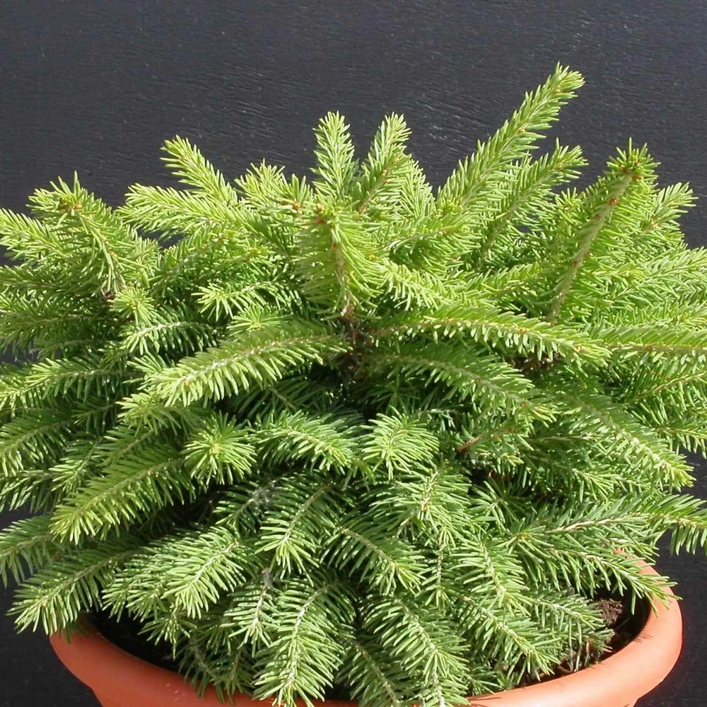 Épicéa Commun Abies Nidiformis/godet - 5/20 Cm 4 Épicéa Commun Abies Nidiformis/godet - 5/20 Cm - Image 2