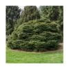 Épicéa Commun Abies Nidiformis/godet - 5/20 Cm -Flora Soldes 63ed5481366958.72207459