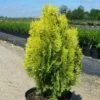 Thuya Du Canada Orientalis Semperaurea/pot De 12l - 50/60 Cm -Flora Soldes 63ed564d7db877.79986036