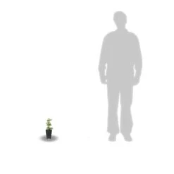 Sapin Du Colorado Concolor/godet - 5/20 Cm -Flora Soldes 63ed56d90d5109.88318089