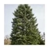 Sapin Du Colorado Concolor/godet - 5/20 Cm -Flora Soldes 63ed56d9170ea2.98515135