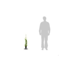 Chèvrefeuille Periclymenum Serotina/pot De 1,5l - Tuteur Bambou 30/60 Cm -Flora Soldes 63efe6562eac30.15111862