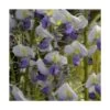 Glycine Du Japon Floribunda Cascade/pot De 3l - Echelle Bambou 60/120 Cm -Flora Soldes 63efe6618c6f42.88360350