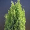 Genévrier De Chine Chinensis Stricta/pot De 7,5l - 40/60 Cm -Flora Soldes 63efe8e60d54c1.48992099
