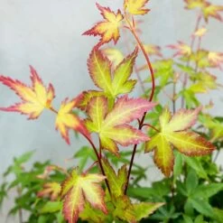 Acer Palmatum 'little Princess' – érable Du Japon – Arbuste - Rustique – ⌀19 Cm - ↕40-50 Cm -Flora Soldes 63f3b95f4ce7f5.69030143