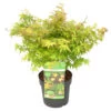 Acer Palmatum 'little Princess' – érable Du Japon – Arbuste - Rustique – ⌀19 Cm - ↕40-50 Cm -Flora Soldes 63f3b95f55f939.03838412
