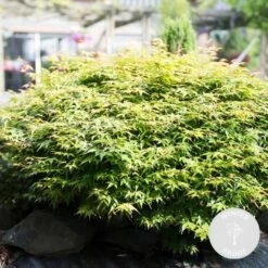 Acer Palmatum 'little Princess' – érable Du Japon – Arbuste - Rustique – ⌀19 Cm - ↕40-50 Cm -Flora Soldes 63f3b95f5c6854.75493134