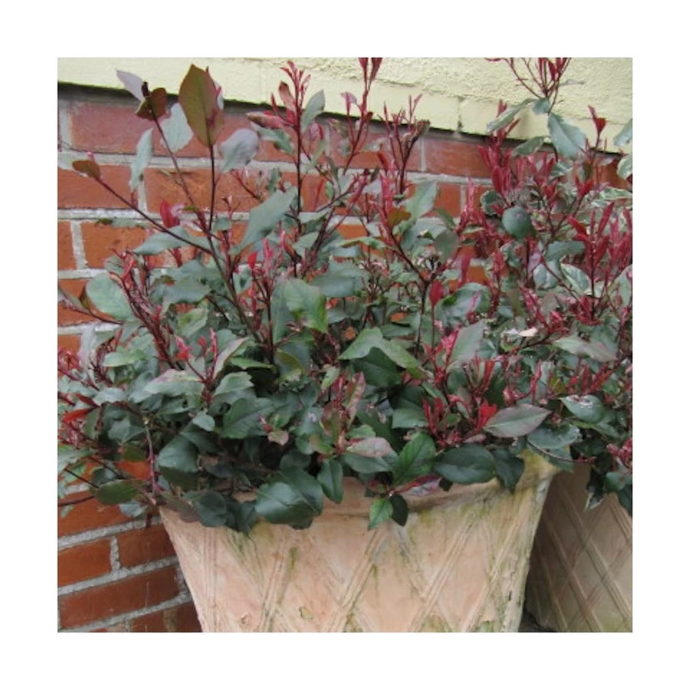 Photinia X Fraseri Little Red Robin/pot De 3l - 20/40 Cm 4 Photinia X Fraseri Little Red Robin/pot De 3l - 20/40 Cm – Image 2