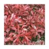 Photinia X Fraseri Little Red Robin/pot De 3l - 20/40 Cm -Flora Soldes 63f4b5f77bd3e3.40001619