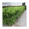 Laurier Palme Laurocerasus Otto Luyken/pot De 4l - 40/60 Cm 2 Laurier Palme Laurocerasus Otto Luyken/pot De 4l - 40/60 Cm -Flora Soldes 63f4b5f8cf91b6.35003269