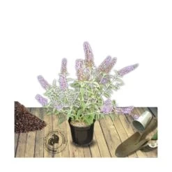Arbre Aux Papillons Davidii Lochinch/pot De 7,5l - 60/80 Cm -Flora Soldes 63f4b609386944.17111253