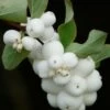 Symphorine X Doorenbosii White Hedge/pot De 3l - 20/40 Cm -Flora Soldes 63f4b64ce02513.97073888