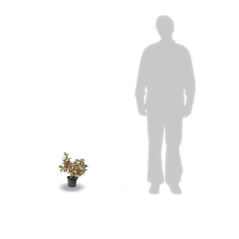 Hortensia Paniculata Kyushu/pot De 7,5l - 60/80 Cm 5 Hortensia Paniculata Kyushu/pot De 7,5l - 60/80 Cm - Image 3