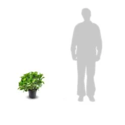 Hortensia Macrophylla Rouge/pot De 4l - 40/60 Cm -Flora Soldes 63f4b9ae3b7318.91627824