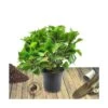 Hortensia Macrophylla Rouge/pot De 4l - 40/60 Cm -Flora Soldes 63f4b9ae4eb364.45131508