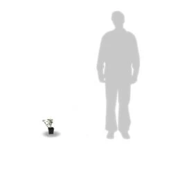 Hortensia Aspera Sargentiana/godet - 5/20 Cm -Flora Soldes 63f4b9b3cb0404.24792586