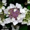 Hortensia Aspera Sargentiana/godet - 5/20 Cm -Flora Soldes 63f4b9b3d07839.85242316