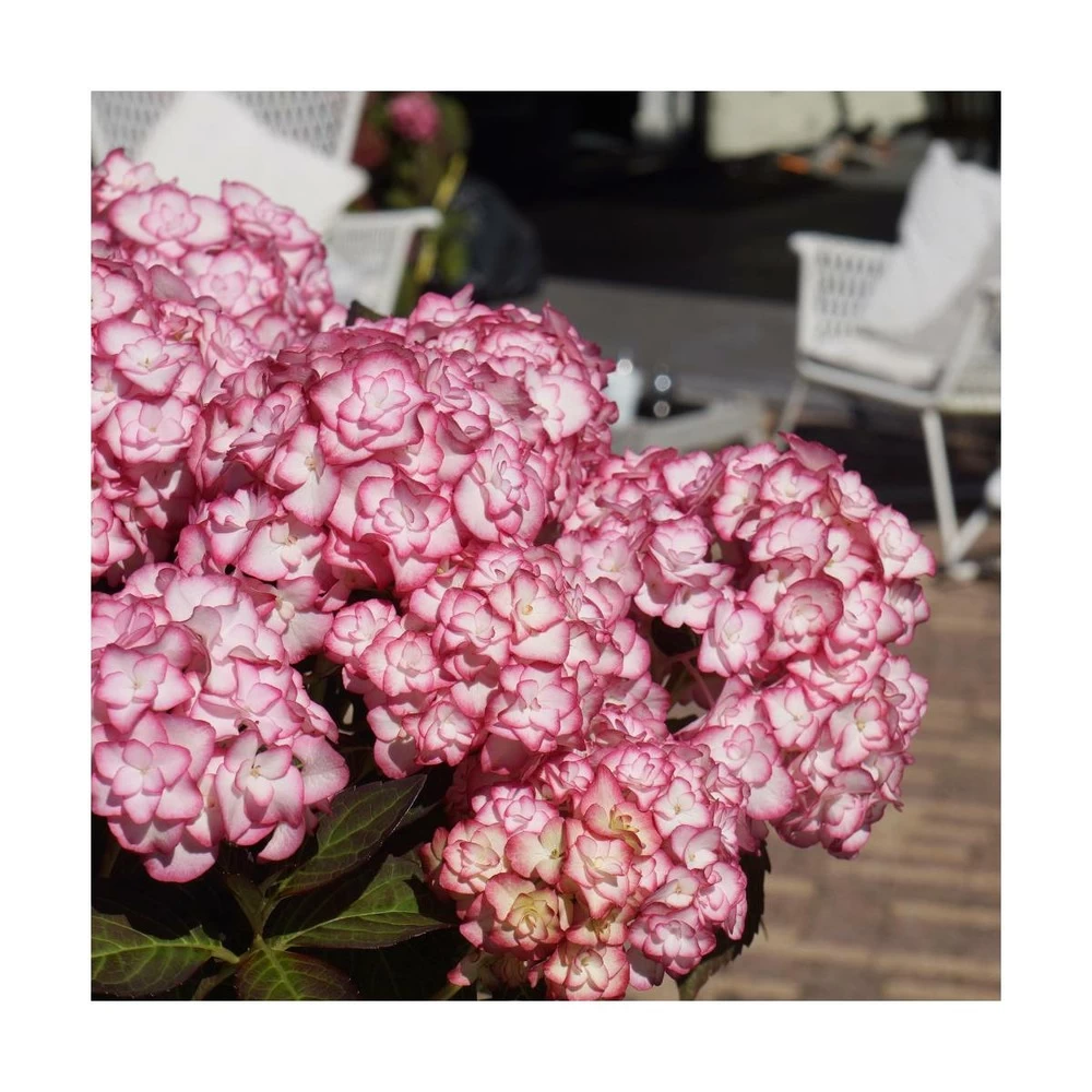 Hortensia You&me® Miss Saori 'h2002'/pot De 4l - 40/60 Cm 6 Hortensia You&me® Miss Saori 'h2002'/pot De 4l - 40/60 Cm - Image 4