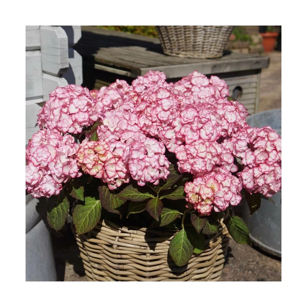 Hortensia You&me® Miss Saori 'h2002'/pot De 4l - 40/60 Cm 4 Hortensia You&me® Miss Saori 'h2002'/pot De 4l - 40/60 Cm - Image 2