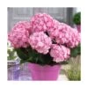 Hortensia You&me® Miss Saori 'h2002'/pot De 4l - 40/60 Cm 2 Hortensia You&me® Miss Saori 'h2002'/pot De 4l - 40/60 Cm -Flora Soldes 63f4b9c5476631.13398440