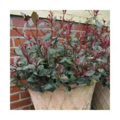 Photinia X Fraseri Little Red Robin/pot De 7,5l - 40/60 Cm -Flora Soldes 63f4b9d24b4bd7.35702600