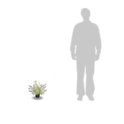 Arbre Aux Papillons Davidii Empire Blue/pot De 3l - 20/40 Cm 7 Arbre Aux Papillons Davidii Empire Blue/pot De 3l - 20/40 Cm -Flora Soldes 63f4b9e5634402.74822085