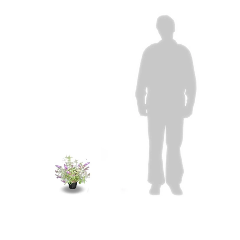 Arbre Aux Papillons Davidii Empire Blue/pot De 3l - 20/40 Cm 5 Arbre Aux Papillons Davidii Empire Blue/pot De 3l - 20/40 Cm - Image 3