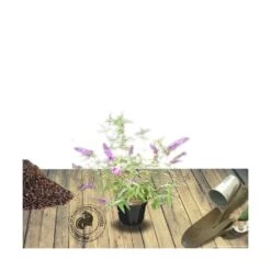 Arbre Aux Papillons Davidii Empire Blue/pot De 3l - 20/40 Cm 6 Arbre Aux Papillons Davidii Empire Blue/pot De 3l - 20/40 Cm -Flora Soldes 63f4b9e56ed721.92368981