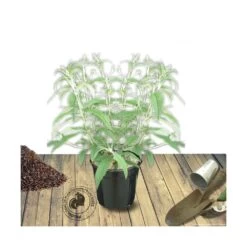 Arbre Aux Papillons Davidii Nanho Blue/pot De 7,5l - 40/60 Cm -Flora Soldes 63f4b9ed375432.85575369