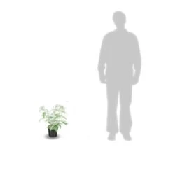 Arbre Aux Papillons Davidii White Profusion/pot De 4l - 40/60 Cm -Flora Soldes 63f4b9ee688be0.68061999