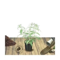 Arbre Aux Papillons Davidii Nanho Blue/pot De 3 L - 40/50 Cm -Flora Soldes 63f4b9fa4c9822.40128263