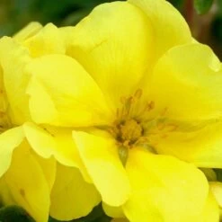 Potentille Fruticosa Double Punch® Gold 'minjau03'/pot De 1,5l - Tuteur Bambou 30/60 Cm -Flora Soldes 63f4ba344e6d44.09594275