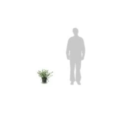 Ceanothe Pallidus Marie Simon/pot De 7,5l - 40/60 Cm -Flora Soldes 63f4ba37e83027.14538344