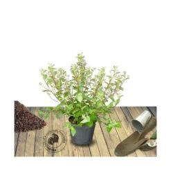 Ceanothe Pallidus Marie Simon/pot De 7,5l - 40/60 Cm -Flora Soldes 63f4ba37f3aca2.28380899