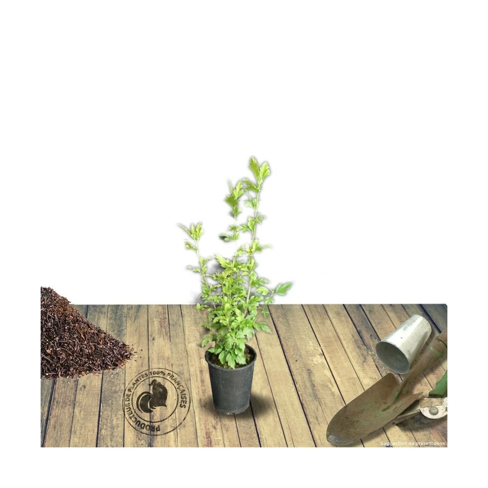 Hibiscus Syriacus French Cabaret® Red 'mindour1'/pot De 4l 3 Hibiscus Syriacus French Cabaret® Red 'mindour1'/pot De 4l