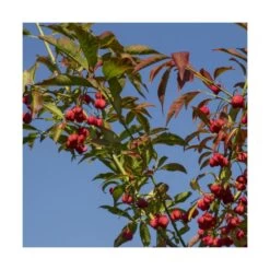 Fusain D'europe Europaeus/pot De 3l - 40/60 Cm -Flora Soldes 63f4ba42947281.06945385