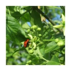 Fusain D'europe Europaeus/pot De 3l - 40/60 Cm -Flora Soldes 63f4ba42a1b922.67424336