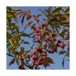 Fusain D'europe Europaeus/pot De 3l - 40/60 Cm -Flora Soldes 63f4ba42a54d26.48055387