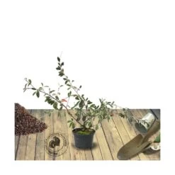 Cotoneaster Lacteus/pot De 7,5l - 60/80 Cm -Flora Soldes 63f4ba6db62f93.32448414