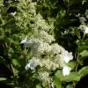 Hortensia Paniculata Kyushu/pot De 4l -Flora Soldes 63f4bb005ad727.11357030