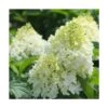 Hortensia Paniculata Silver Dollar/pot De 4l - 40/60 Cm -Flora Soldes 63f4bb03b76d58.54859328