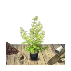 Hortensia Paniculata Silver Dollar/pot De 4l - 40/60 Cm -Flora Soldes 63f4bb03bafe37.15670869