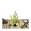 Hortensia Paniculata Limelight/pot De 4l - 40/60 Cm -Flora Soldes 63f4bb065a4914.97128624