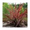 Herbe Aux écouvillons Setaceum Firework/pot De 3l - 20/40 Cm -Flora Soldes 63f4cb0222d4d6.42050289