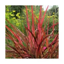 Herbe Aux écouvillons Setaceum Firework/pot De 3l - 20/40 Cm -Flora Soldes 63f4cb0226db87.68239815
