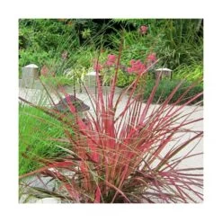 Herbe Aux écouvillons Setaceum Firework/pot De 3l - 20/40 Cm -Flora Soldes 63f4cb022a85f3.27805263