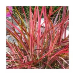 Herbe Aux écouvillons Setaceum Firework/pot De 3l - 20/40 Cm -Flora Soldes 63f4cb022e8090.71543170